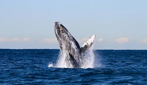 Whale discovery tour - Lake Macquarie