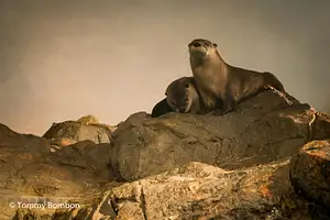 San Francisco Aquarium of The Bay Tickets