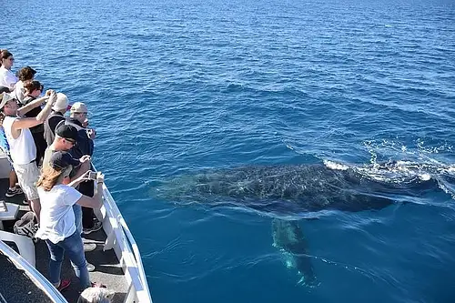 whale watching