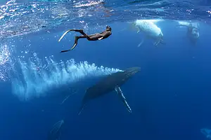 Swim with Whales - Limited Season!