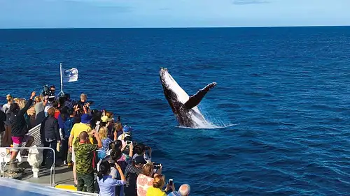 Whale Watching Day Cruise with option to upgrade to Wild Dolphin Feeding | Moreton Island