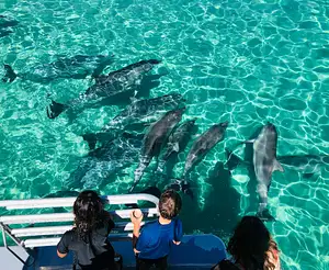 Kangaroo Island 75-Minute Ocean Safari