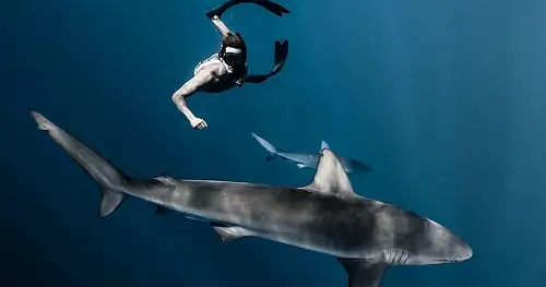 cage free shark dive hawaii