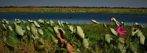 Mikinj Valley (Red Lily) Arnhem Land Sightseeing Tour From Darwin