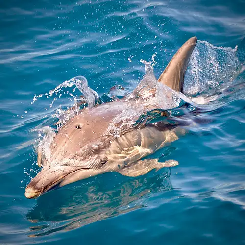 Wild Dolphin Watch