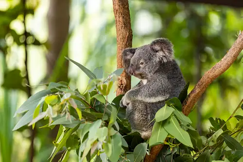 Breakfast with Koalas | Magnetic Island